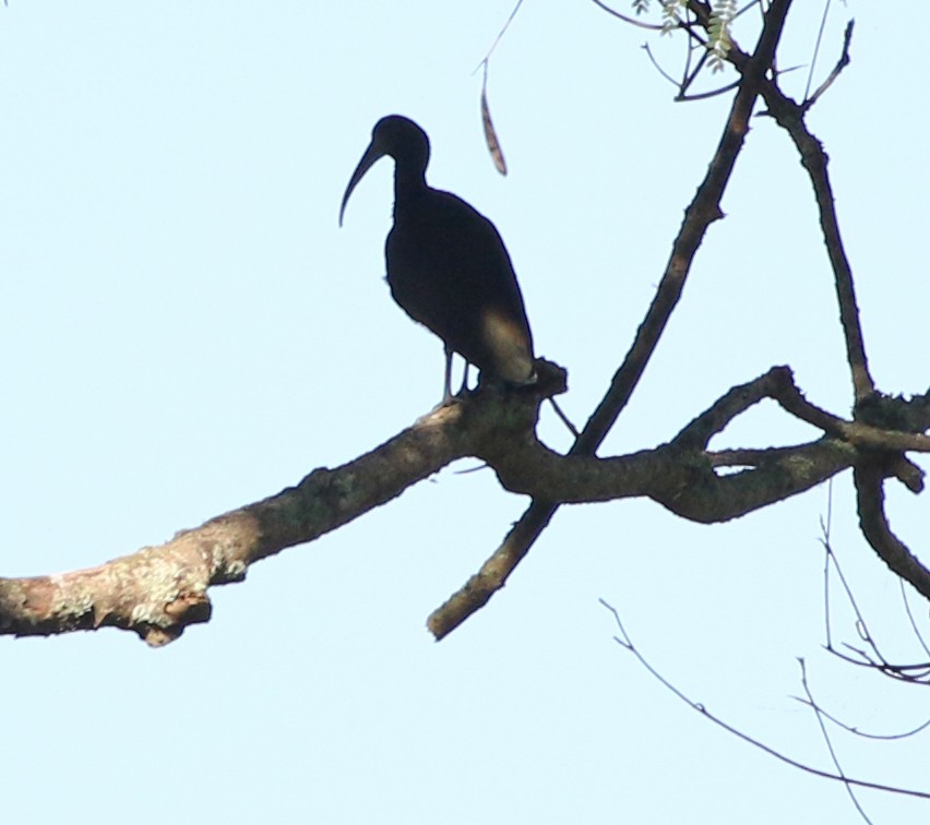 ibis zelený - ML391691651