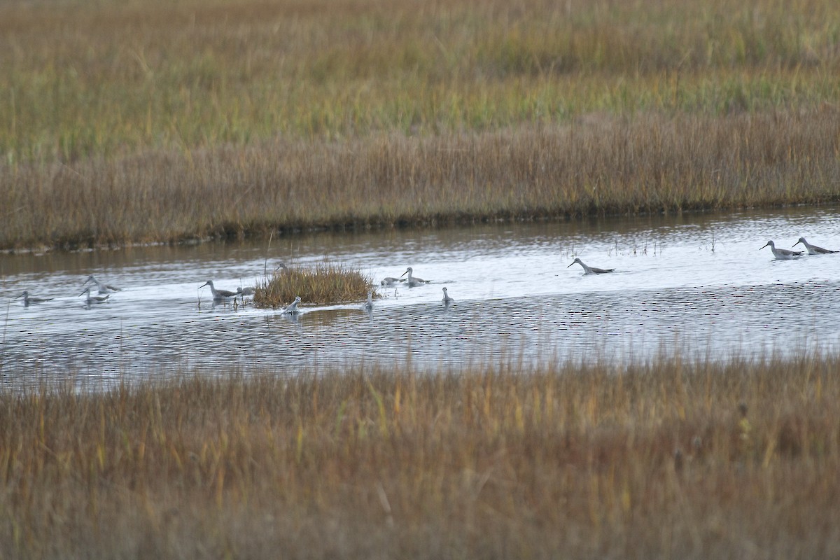 Greater Yellowlegs - ML39169171