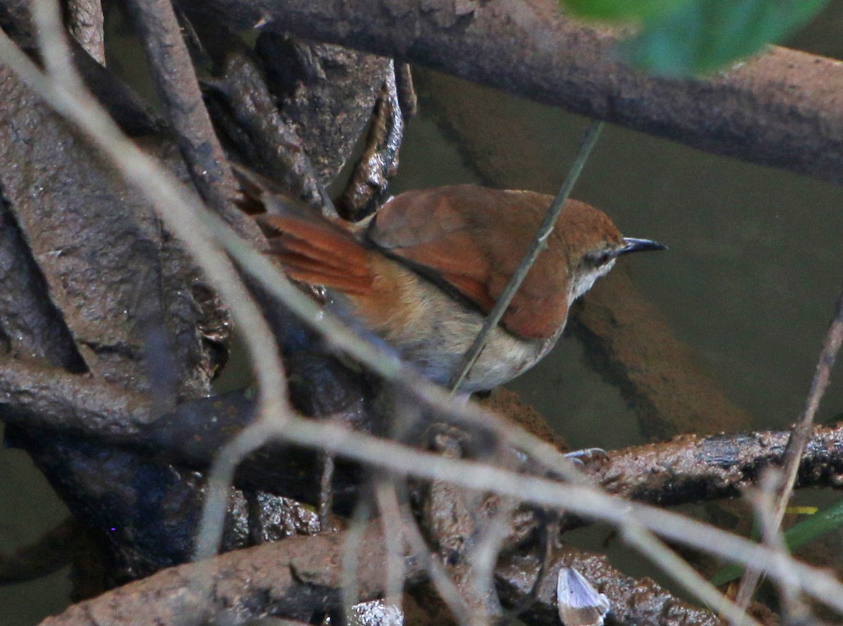 Yellow-chinned Spinetail - ML391691901