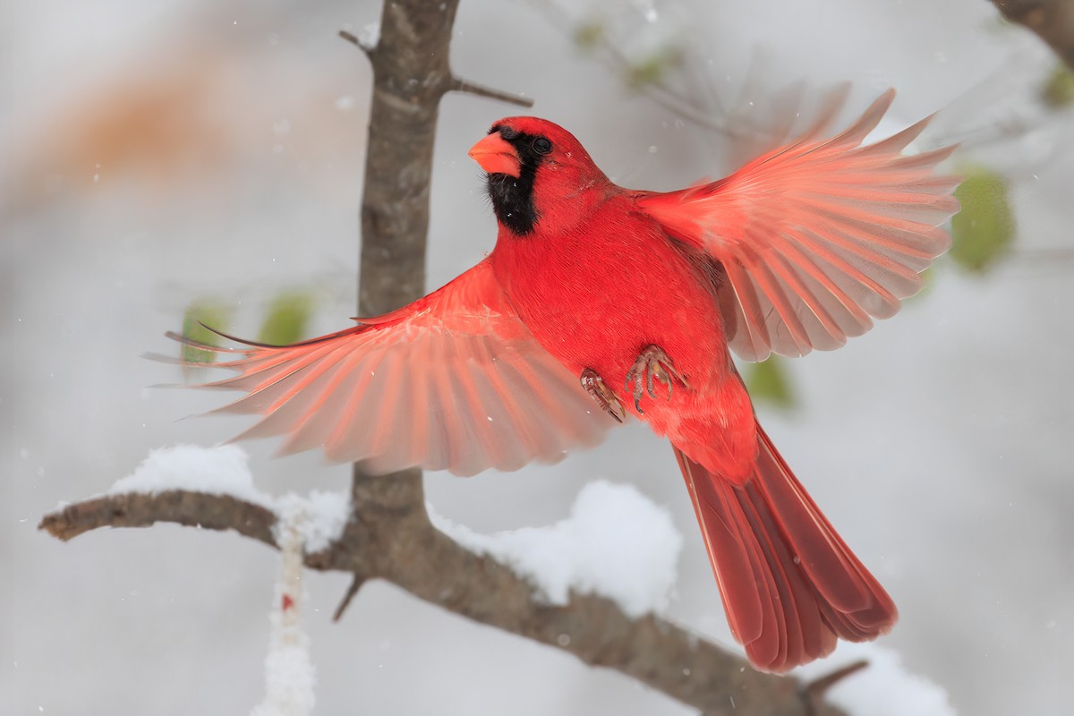 Northern Cardinal - ML391691941