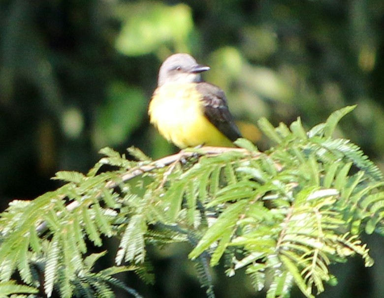 Tropical Kingbird - ML391692571