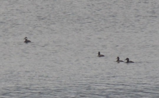 Ruddy Duck - ML39169301