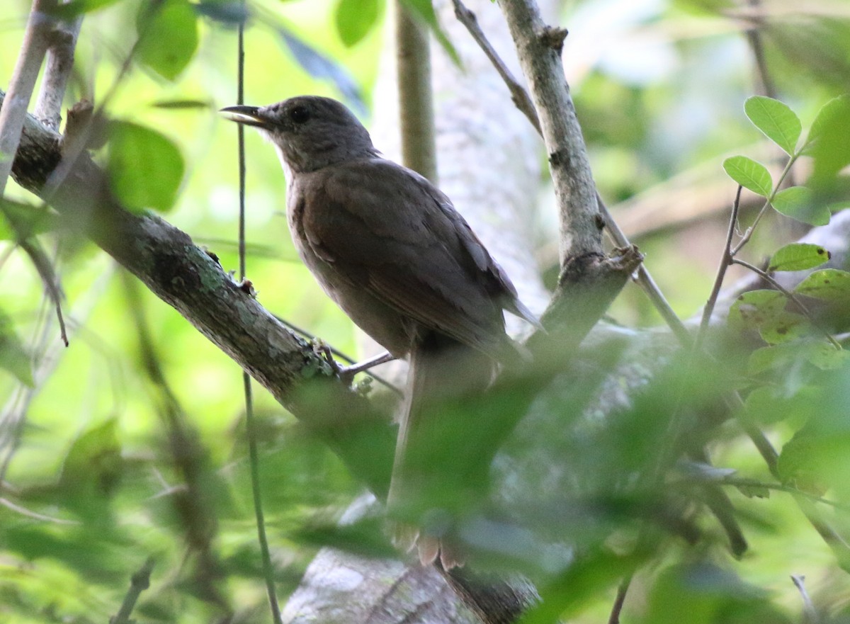 Pale-breasted Thrush - ML391693151