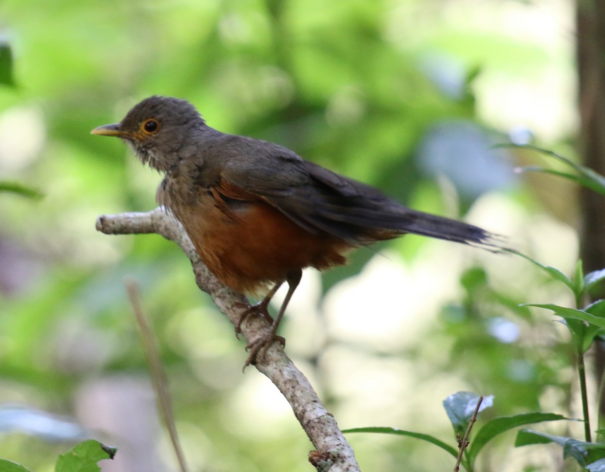 Rufous-bellied Thrush - ML391693481