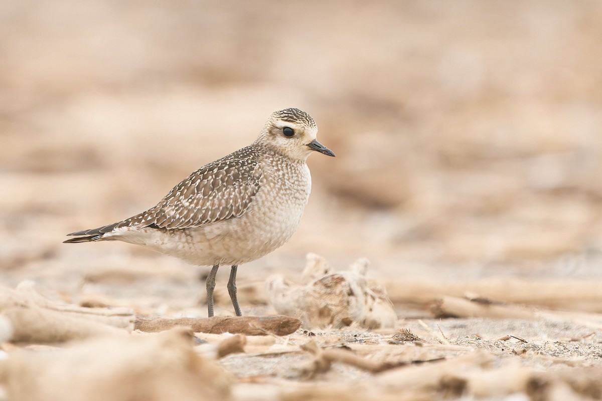 American Golden-Plover - ML391693651