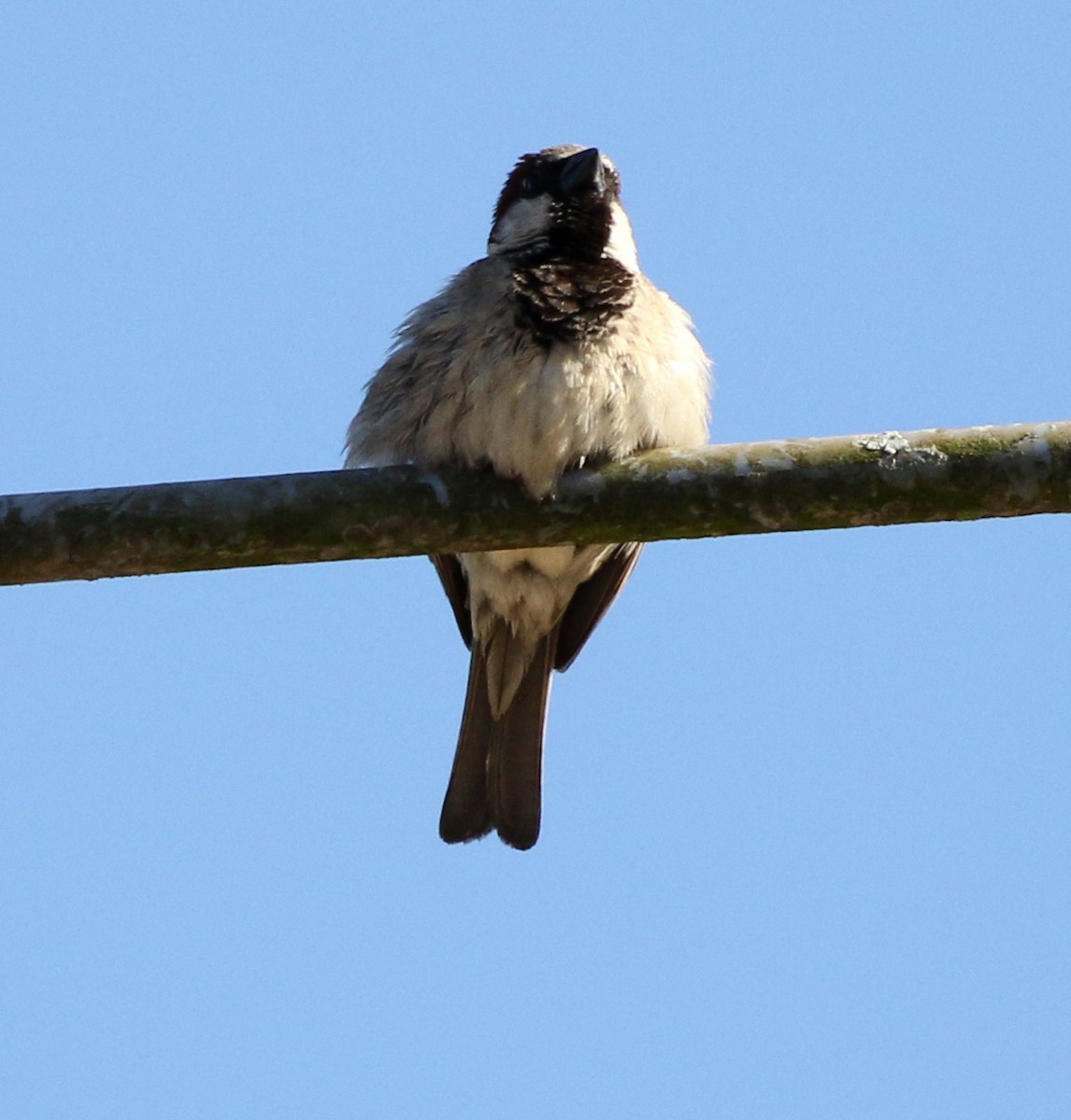 Moineau domestique - ML391693821