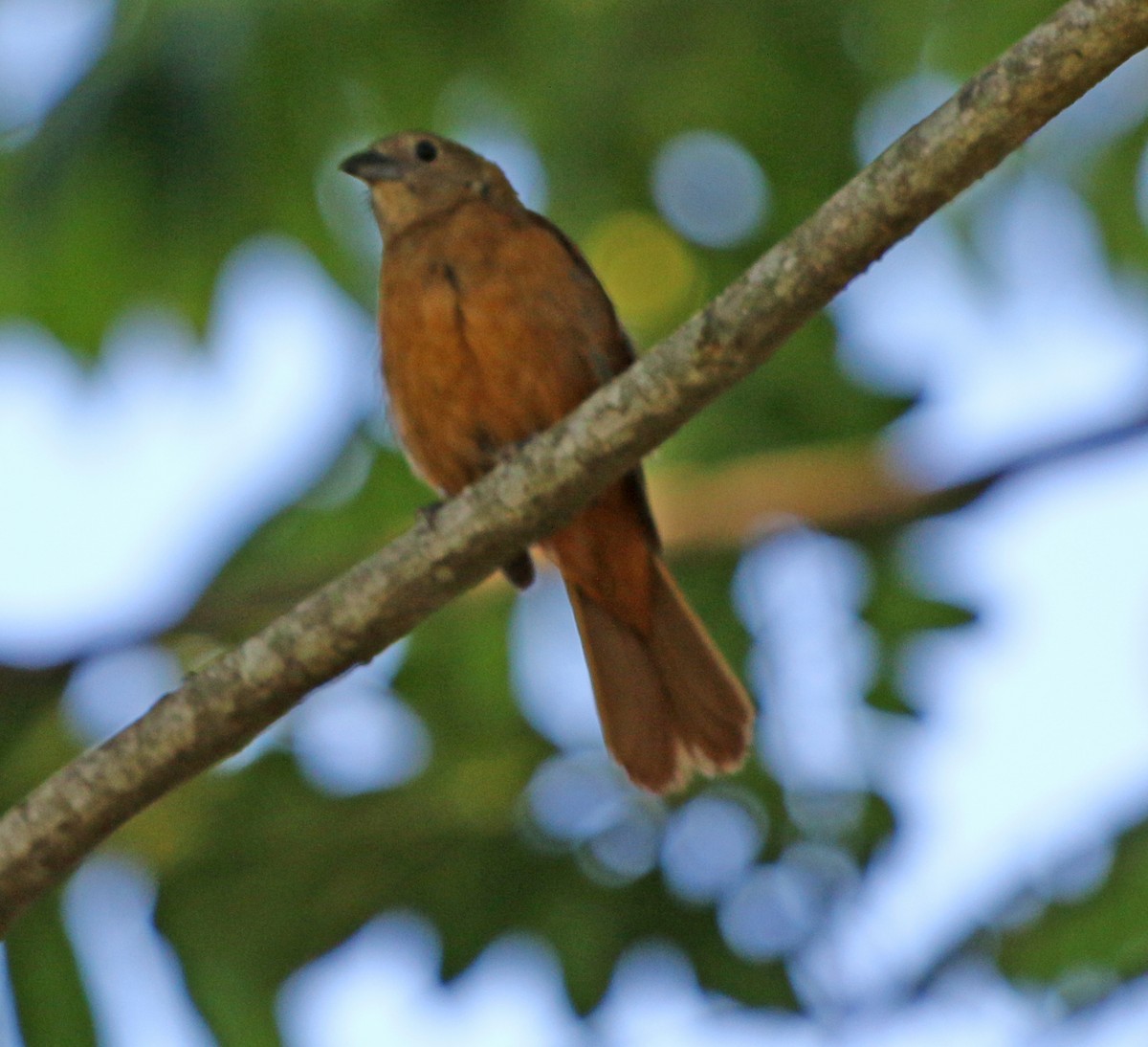 Ruby-crowned Tanager - ML391694201