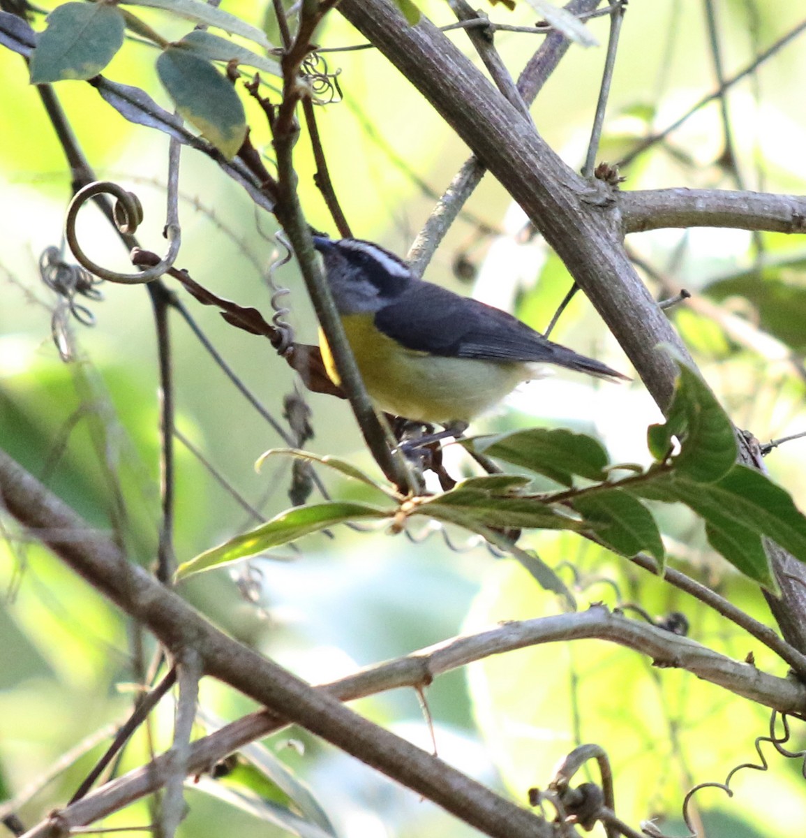 Bananaquit - ML391694801