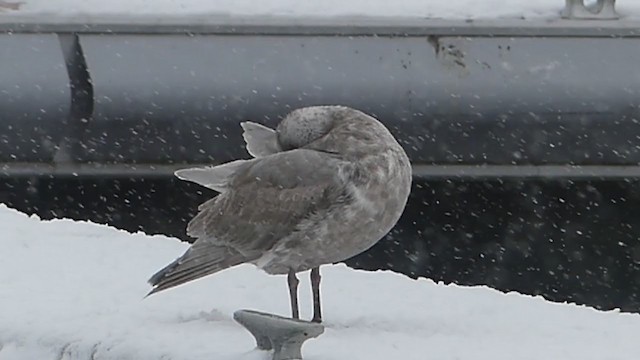 Glaucous-winged Gull - ML391695821