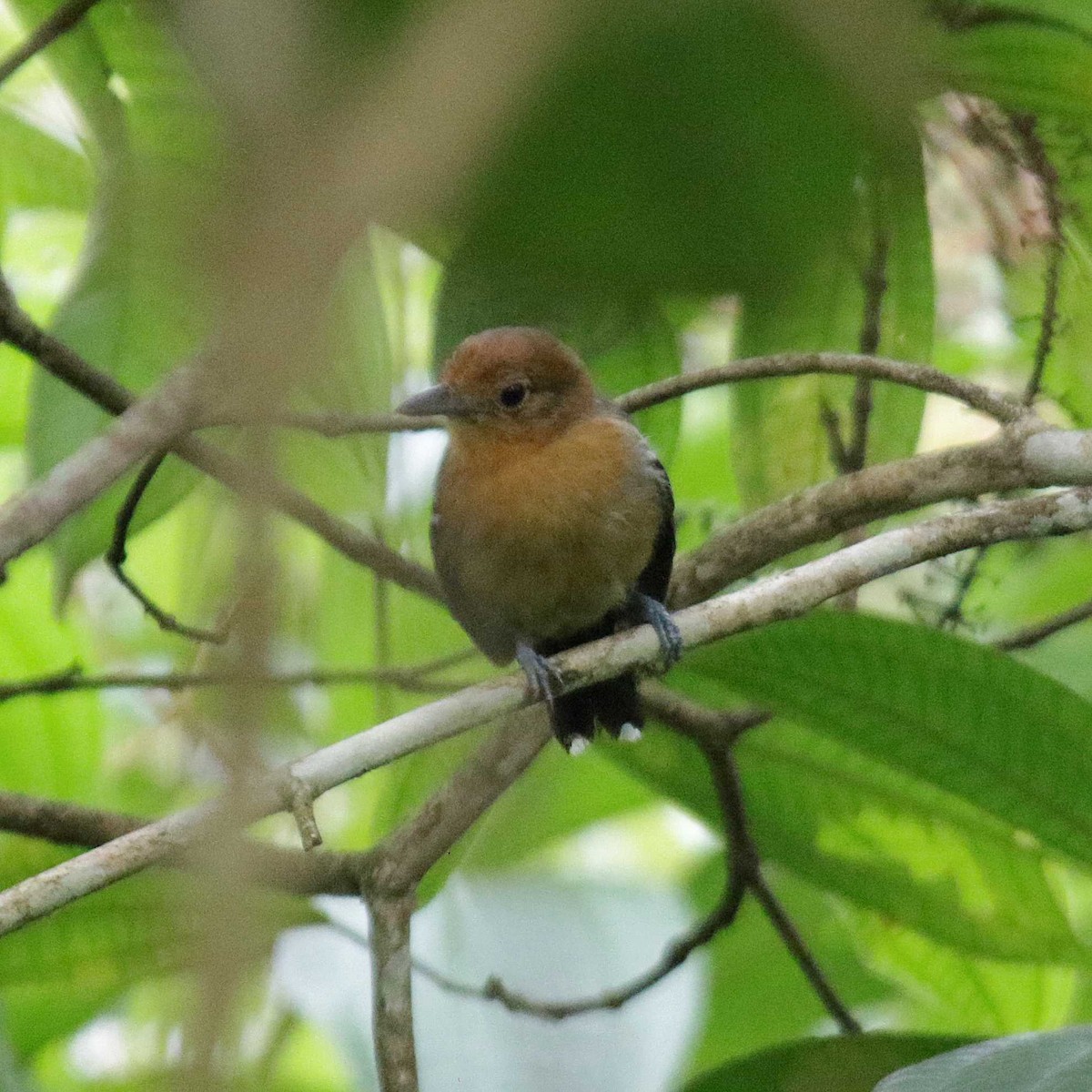 Amazonian Antshrike - ML391696421