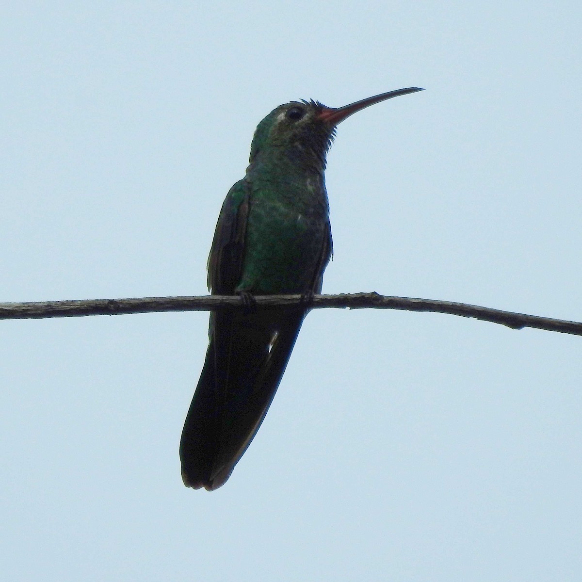 kolibřík zelenoocasý - ML391697981