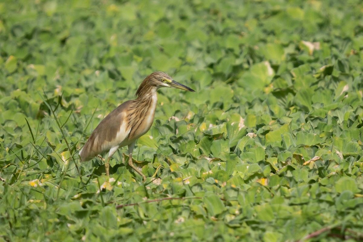 Squacco Heron - ML391703351