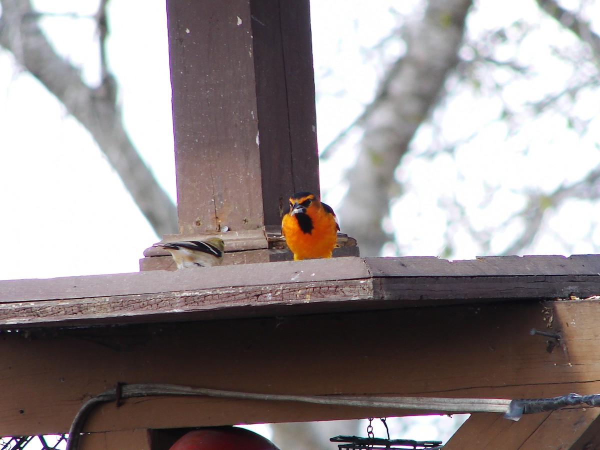 Bullock's Oriole - ML391705311
