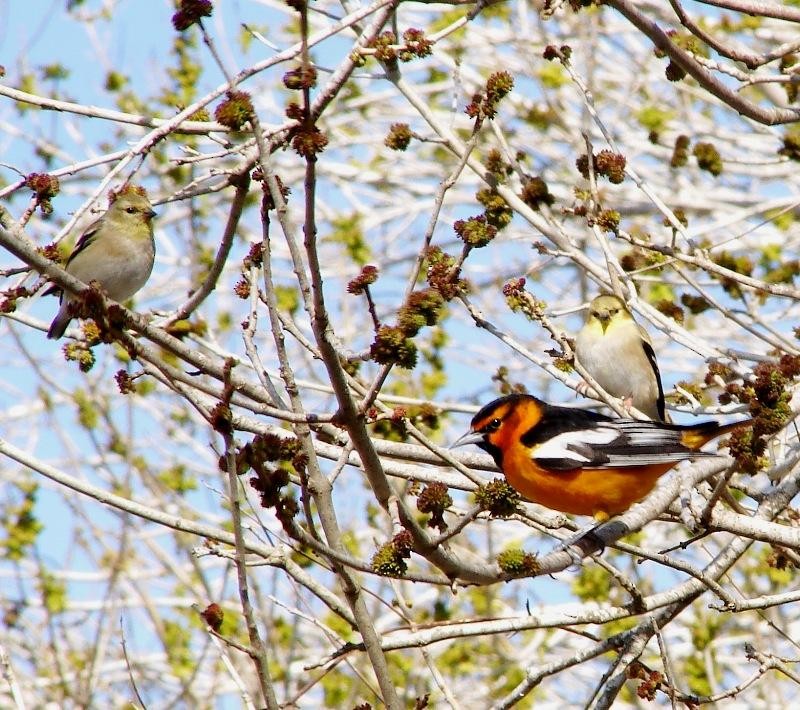 Bullock's Oriole - ML391706411