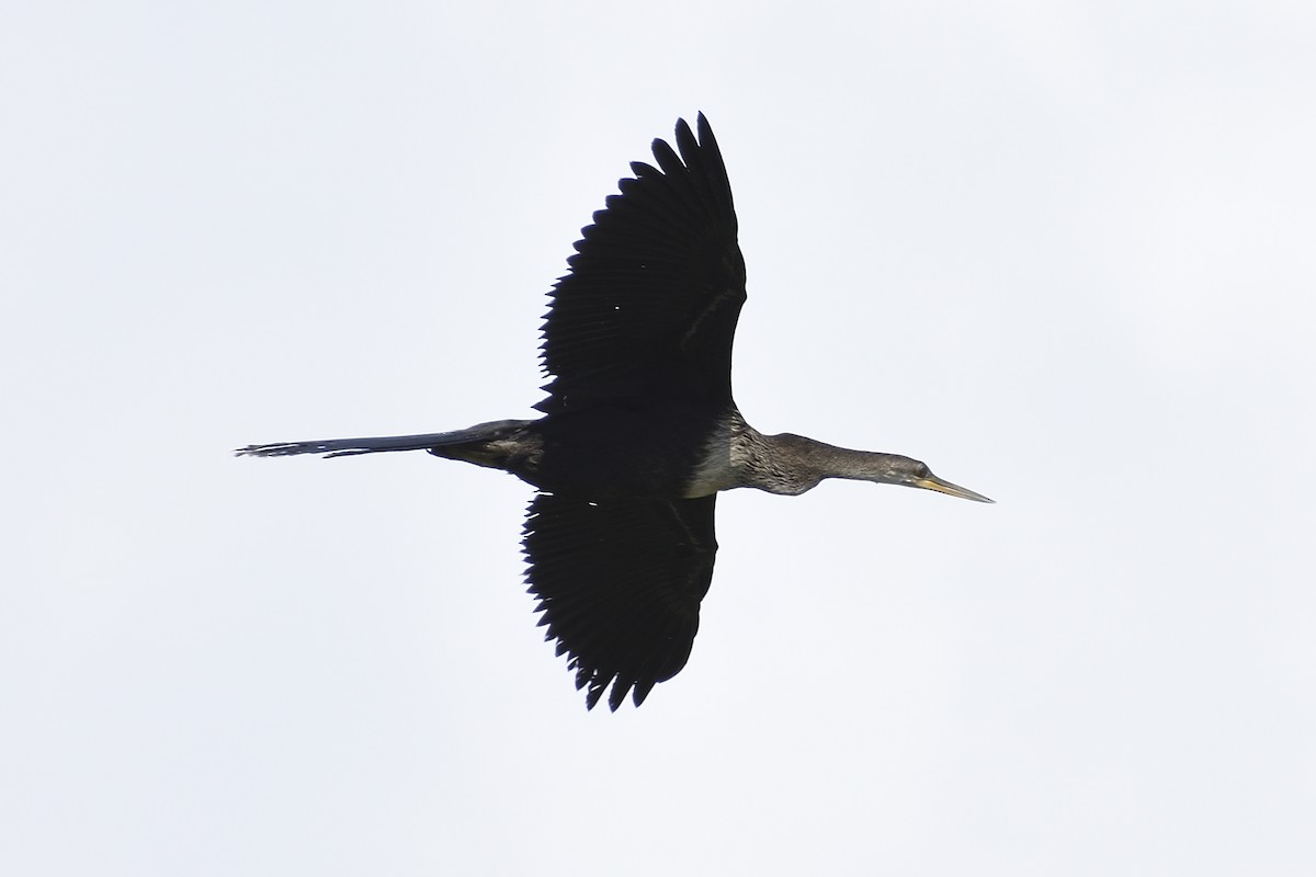 Anhinga - Andrew Lyall