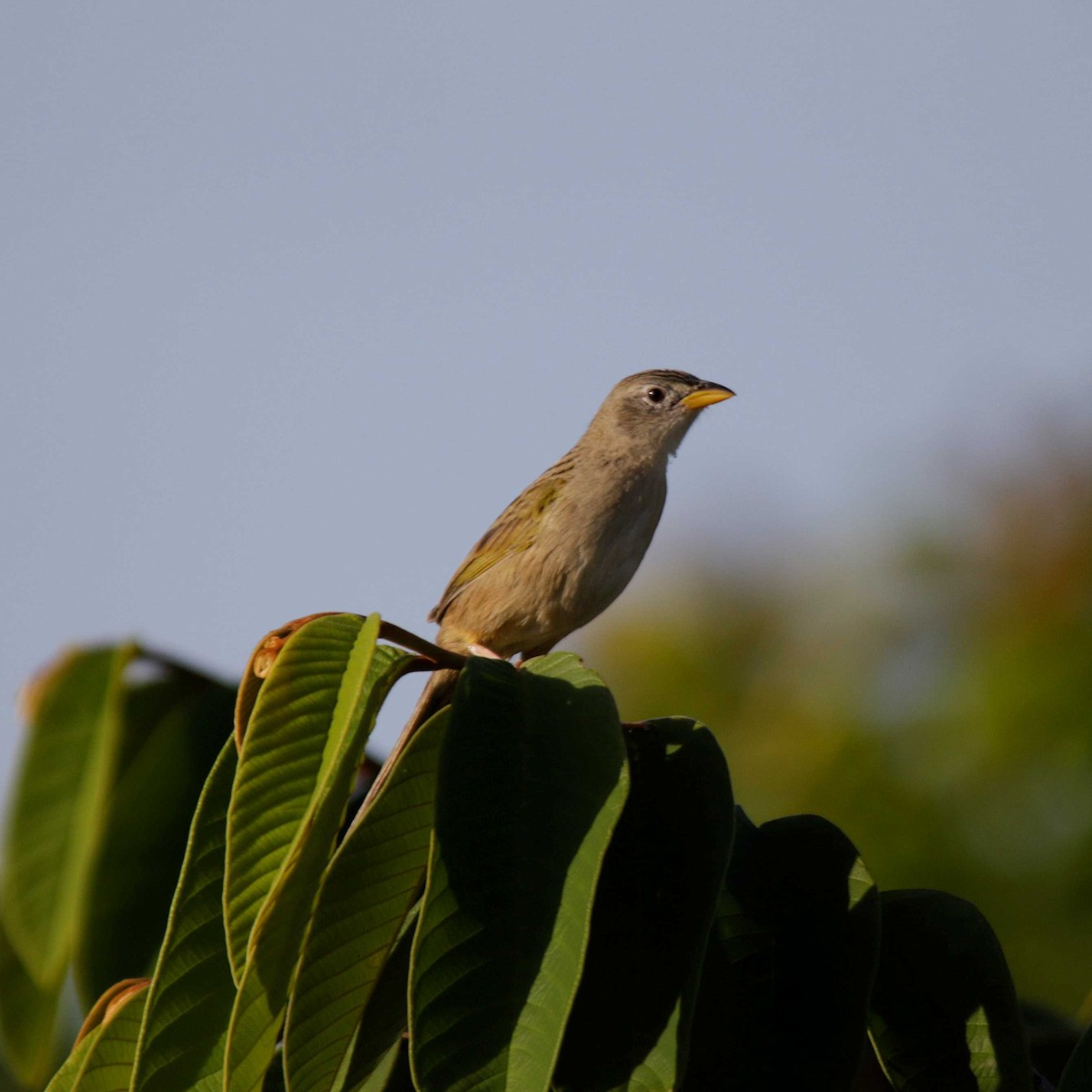 Wedge-tailed Grass-Finch - ML391706881