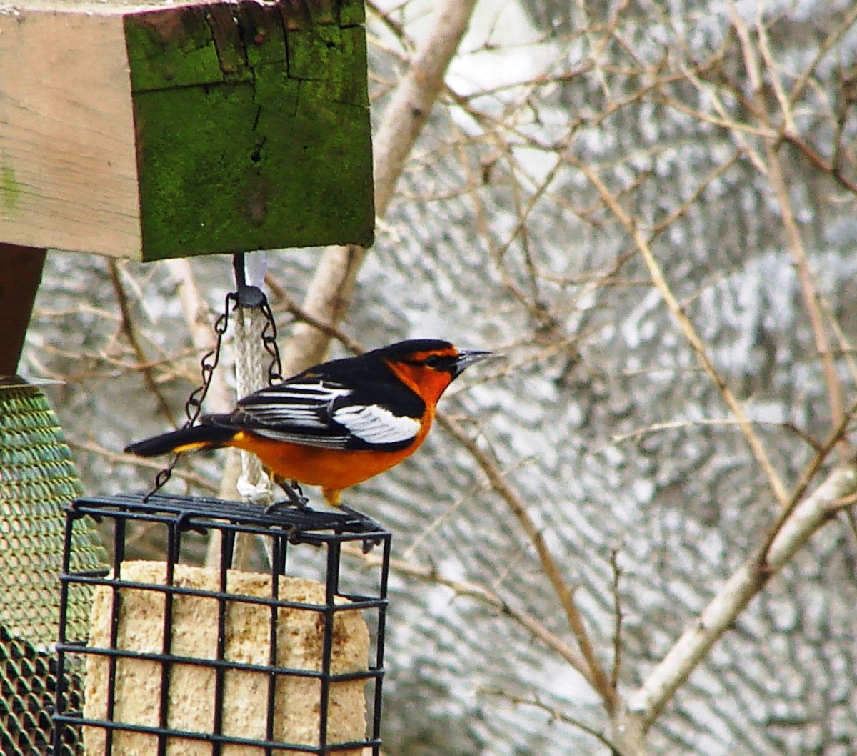Bullock's Oriole - ML391707731