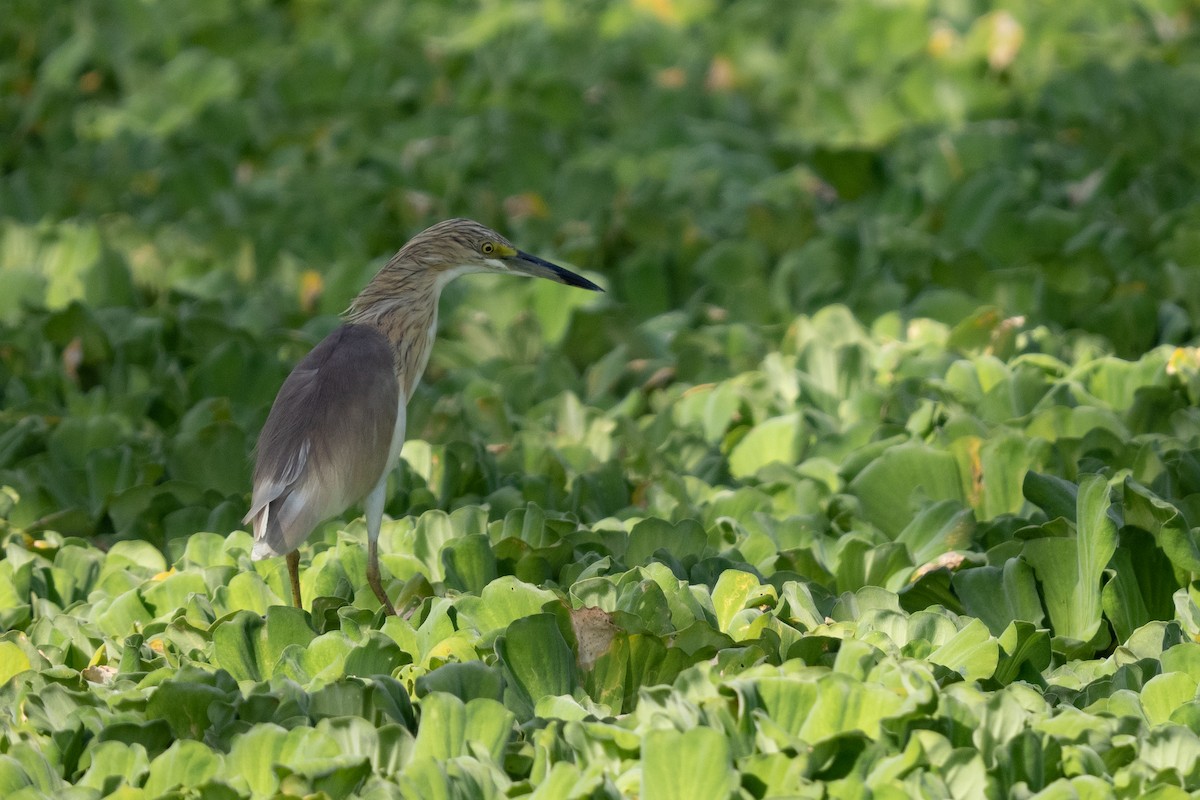 Squacco Heron - ML391707741