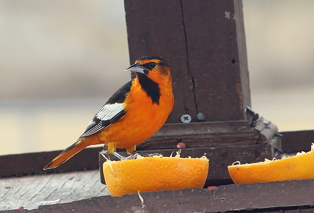 Bullock's Oriole - ML391709651
