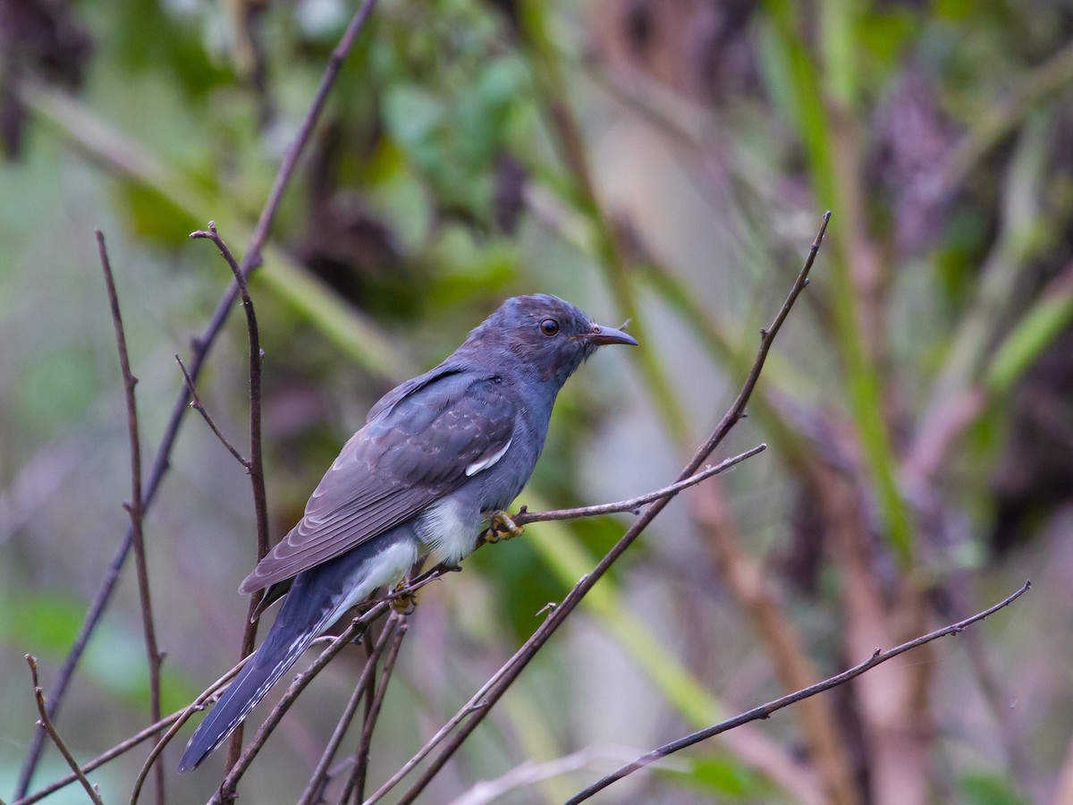 Gray-bellied Cuckoo - ML391711031