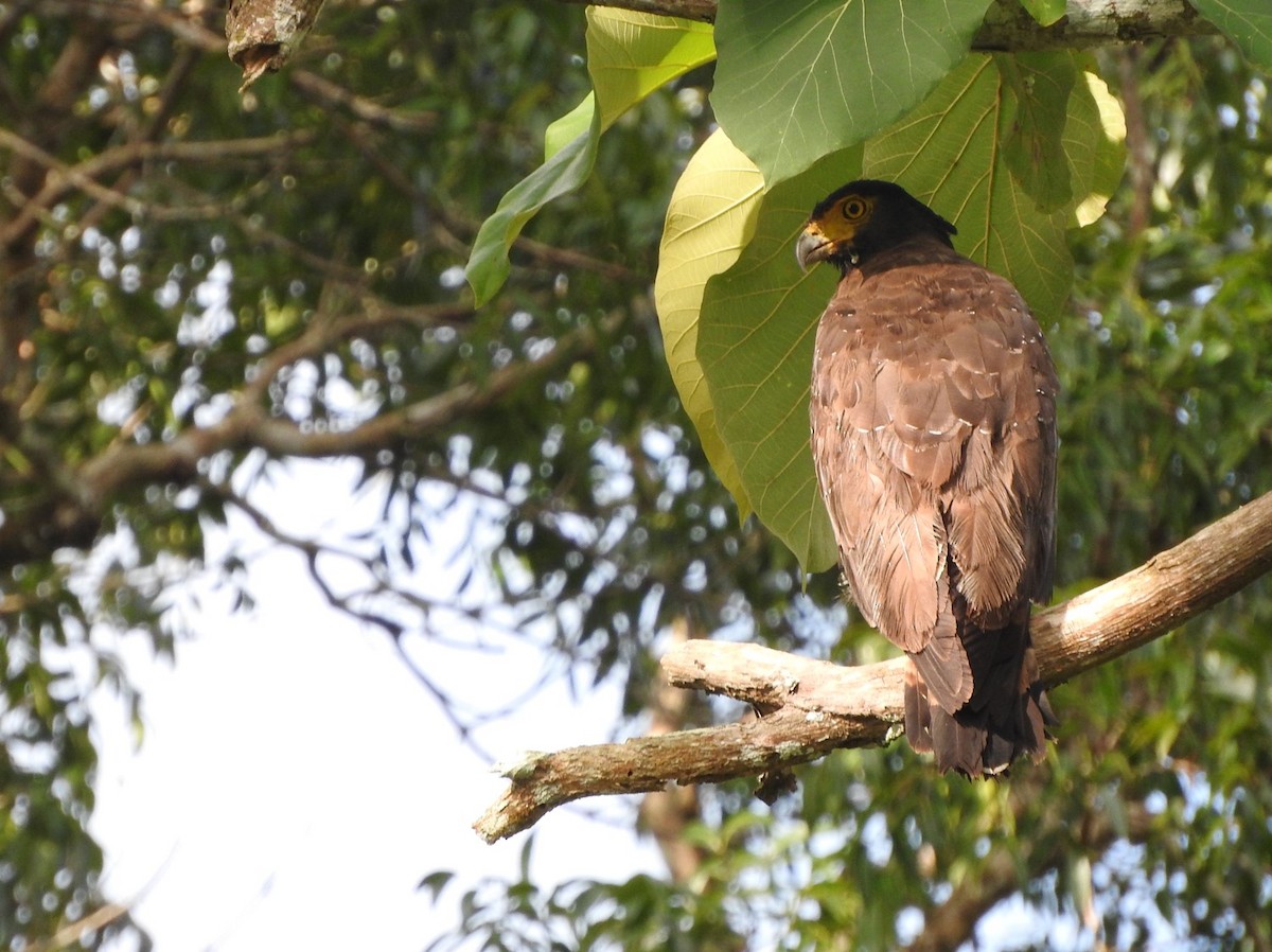 Crested Serpent-Eagle - ML391711121