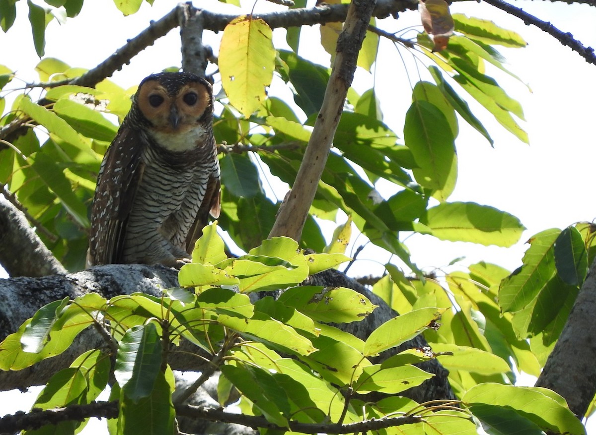 Spotted Wood-Owl - Matt Slaymaker