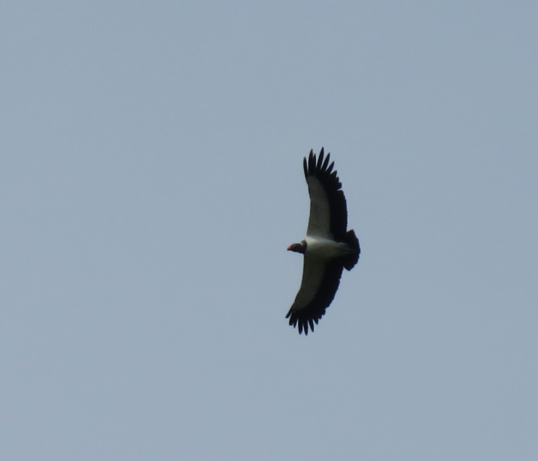 King Vulture - ML391714781