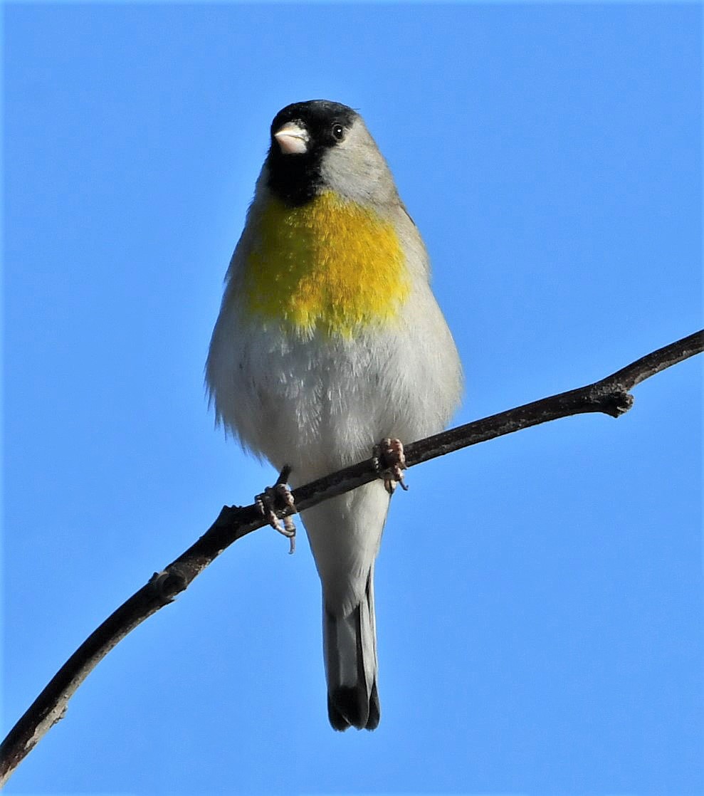 Lawrence's Goldfinch - ML391714791