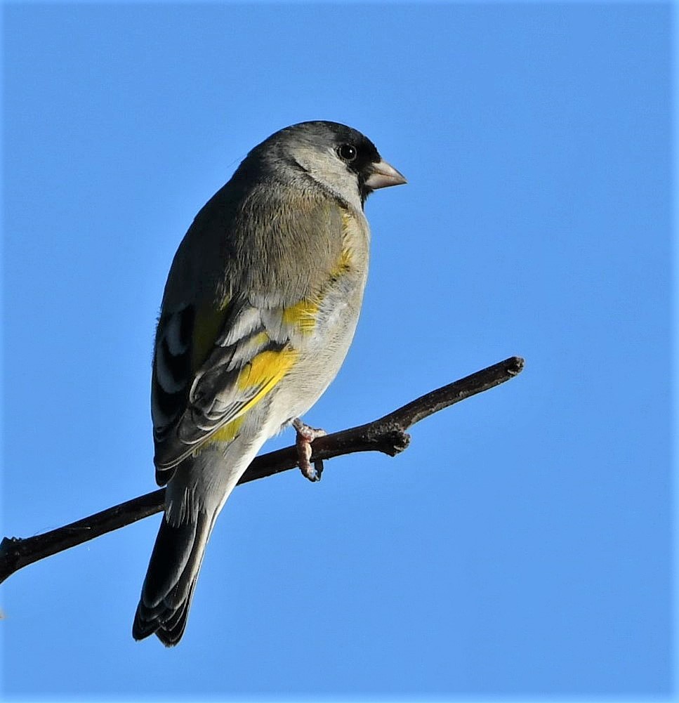 Lawrence's Goldfinch - ML391714821
