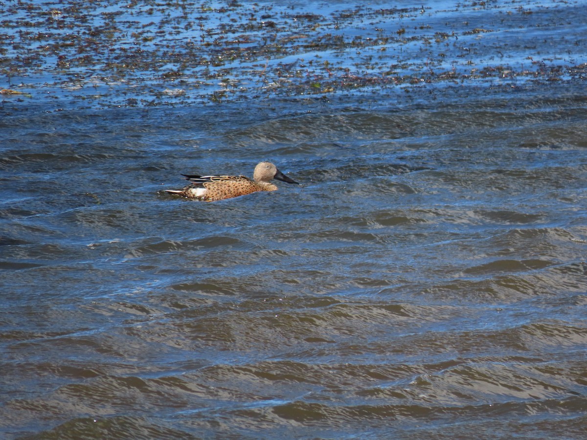 Red Shoveler - Diego Yanez Rojas