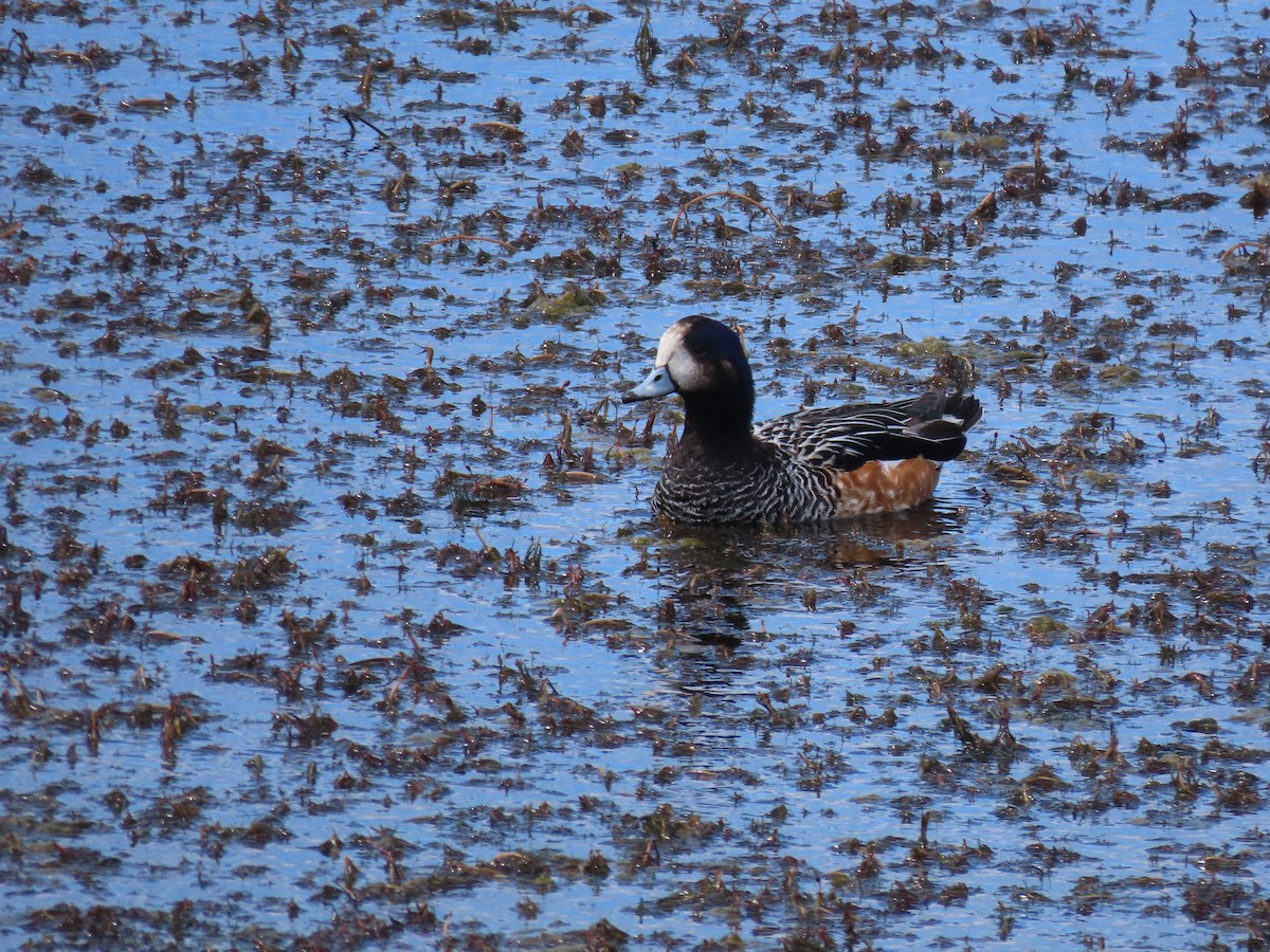 Chiloe Wigeon - Diego Yanez Rojas