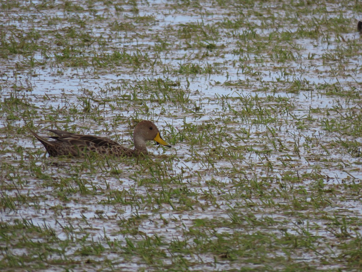 Yellow-billed Pintail - ML391716861