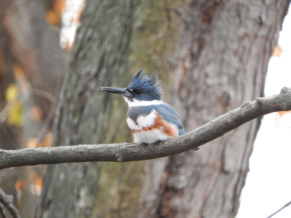 Belted Kingfisher - ML391717981