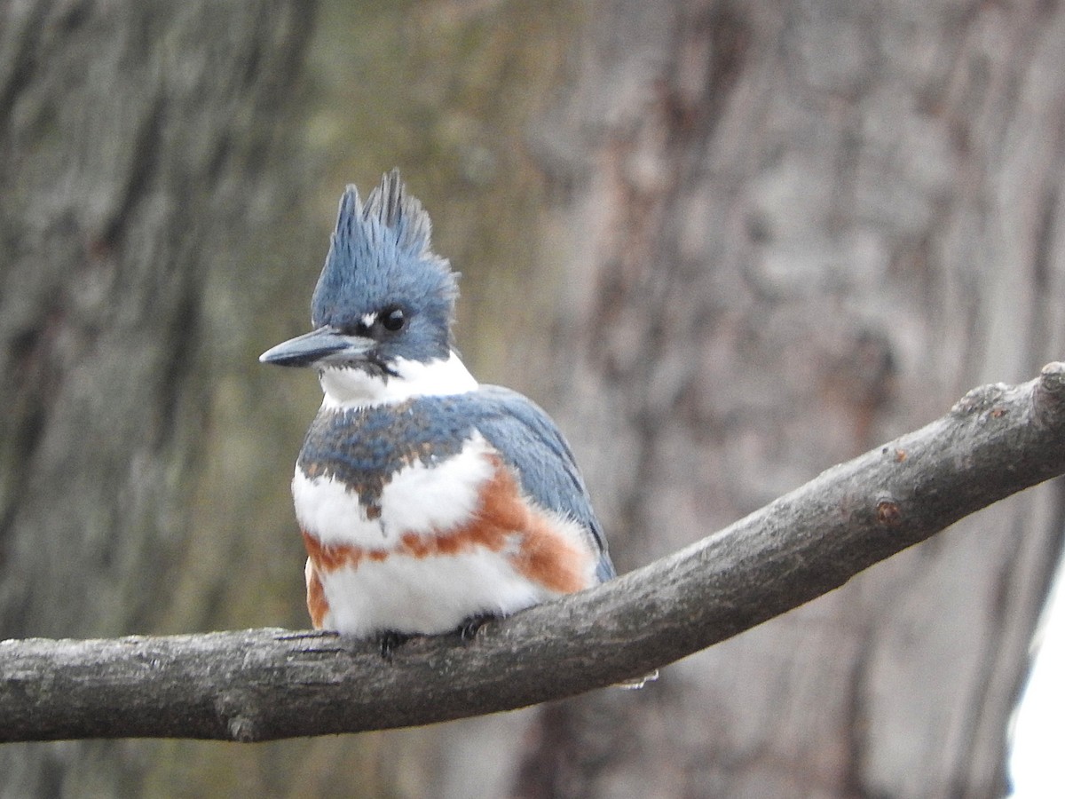 Belted Kingfisher - ML391718221