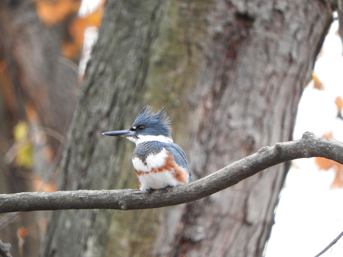Belted Kingfisher - ML391718341
