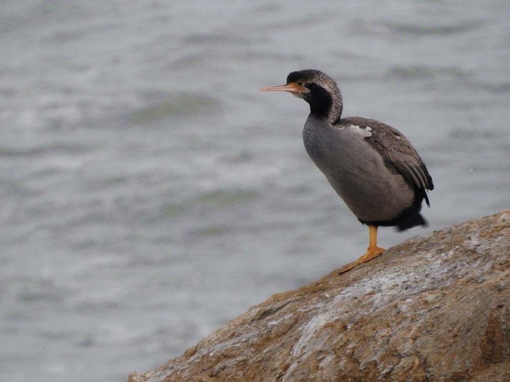 Spotted Shag - ML391718761