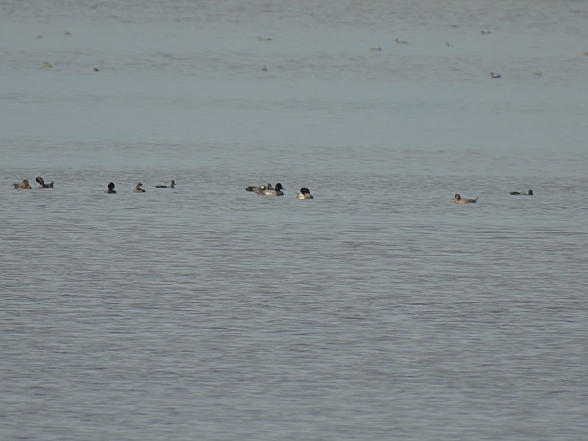 Lesser Scaup - ML391718871