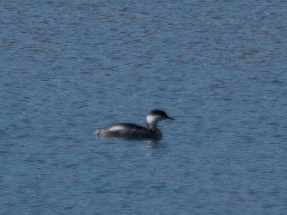 Horned Grebe - Stephen Tarnowski