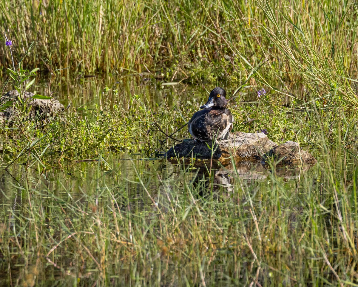 Ring-necked Duck - ML391719491