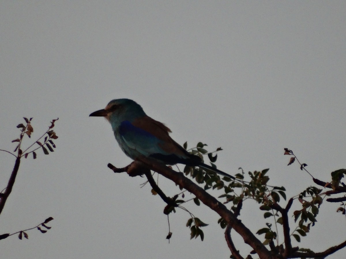 Abyssinian Roller - ML391720941