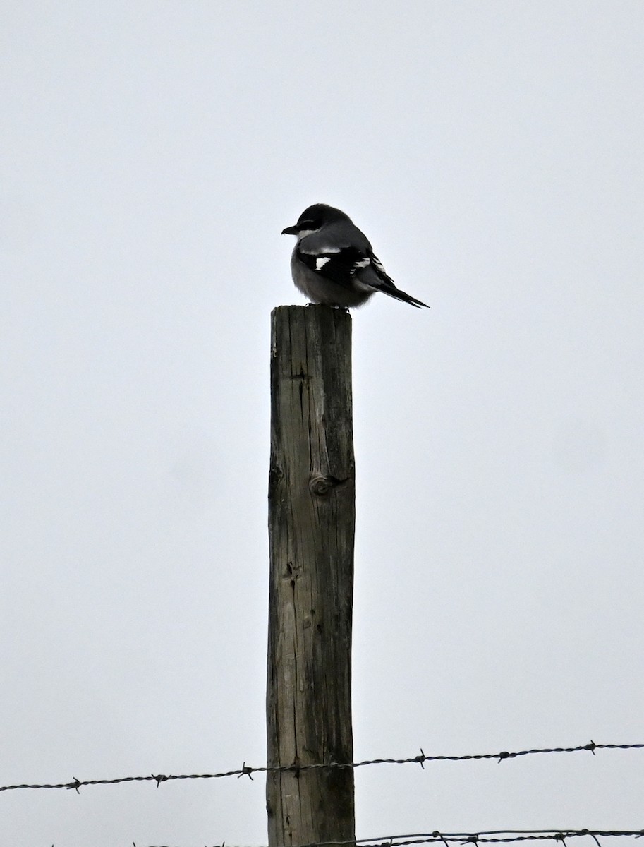 Iberian Gray Shrike - ML391720991