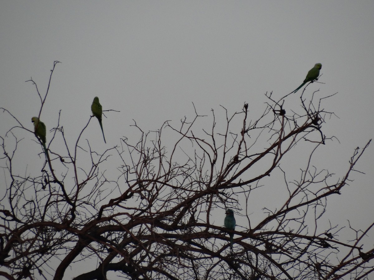 Rose-ringed Parakeet - ML391721101