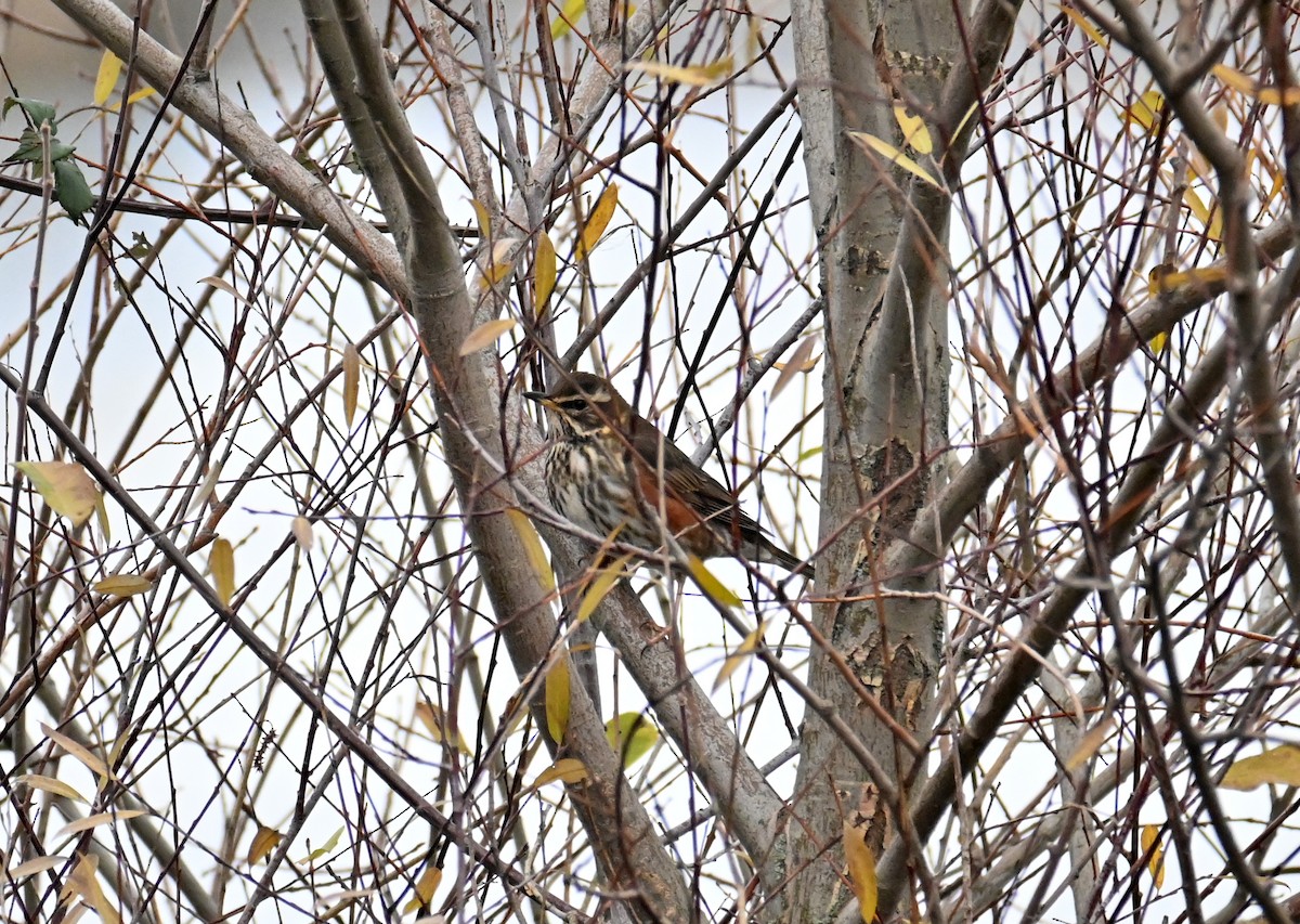 Redwing - ML391721131