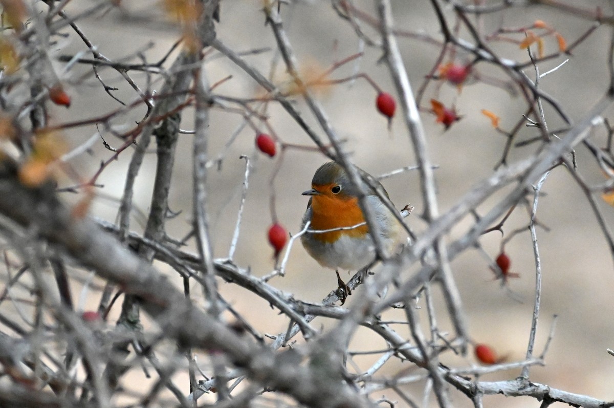 European Robin - ML391721251