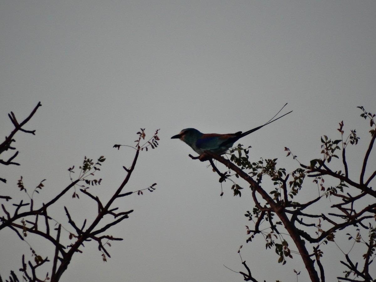 Abyssinian Roller - ML391721261