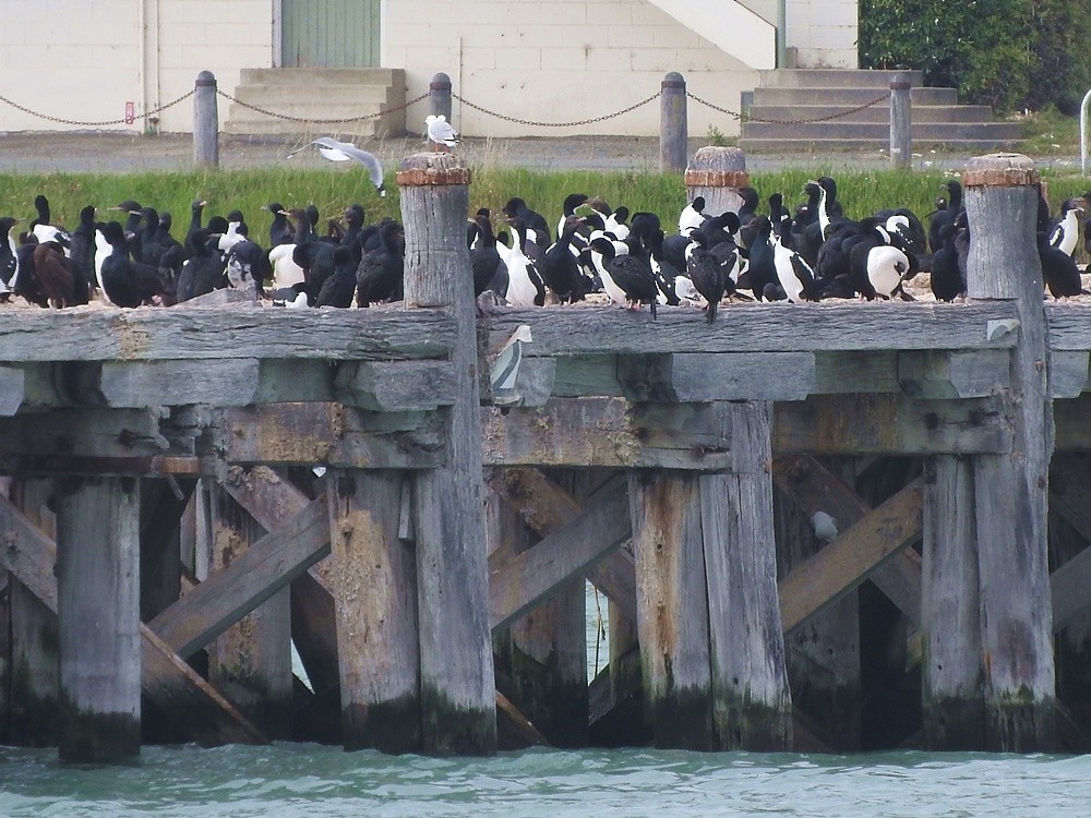 Stewart Island Shag (Otago) - ML391721731