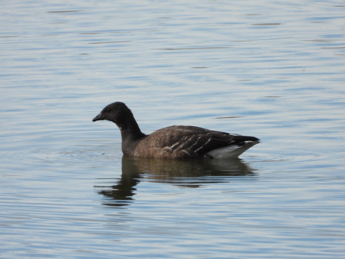 Brant - ML391722591