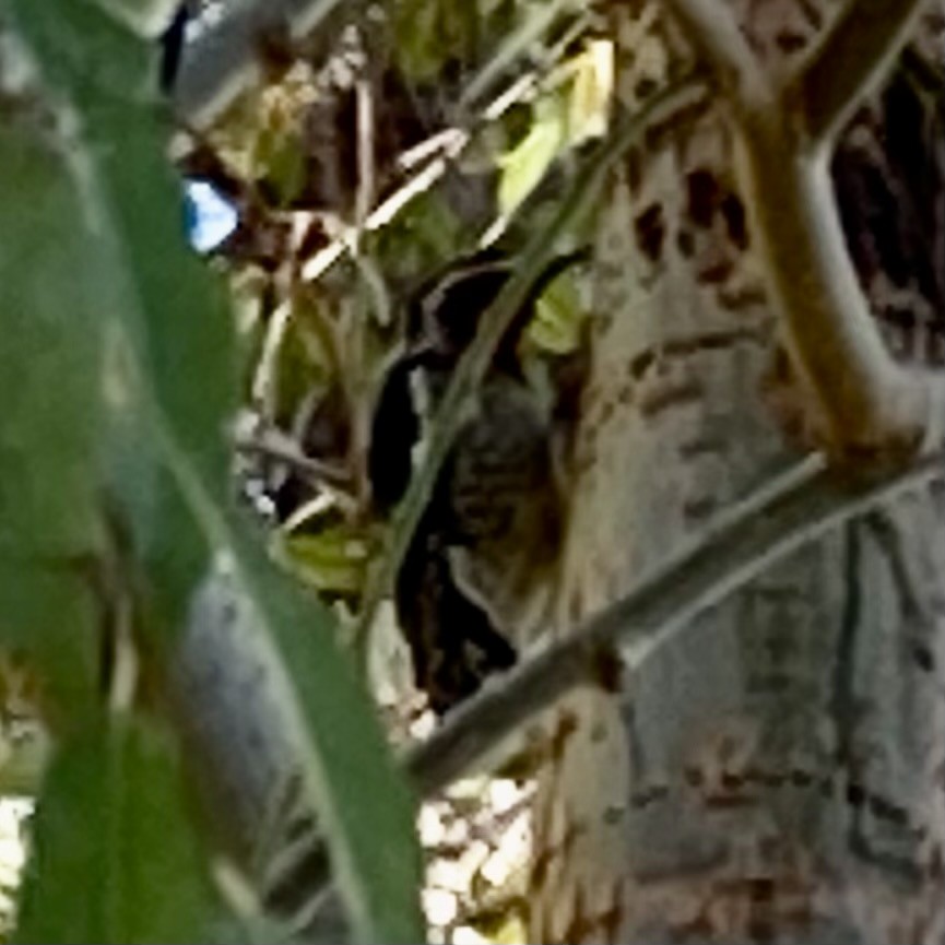 Red-naped Sapsucker - ML391723611