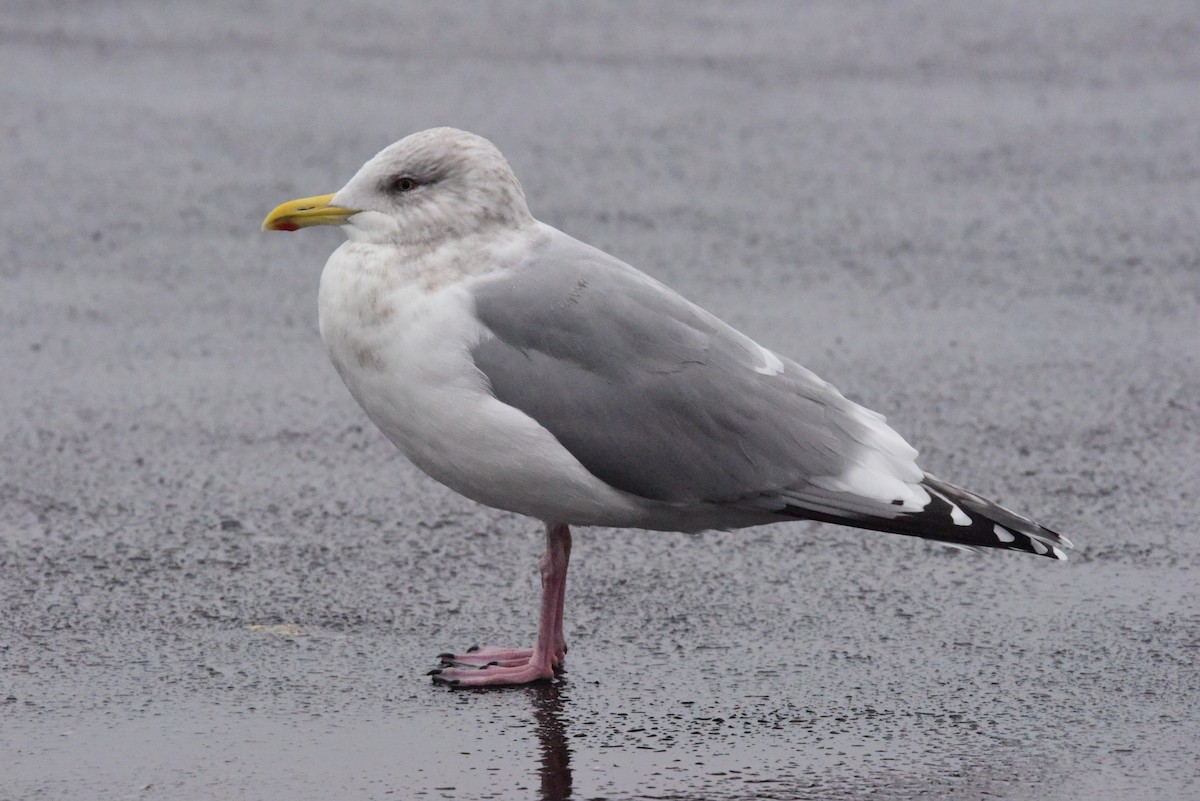 Iceland Gull (Thayer's) - Terry  Little
