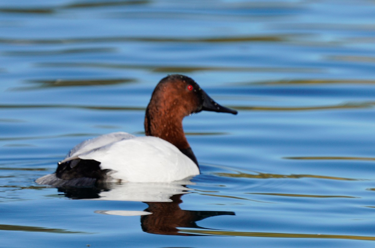 Canvasback - ML391723771